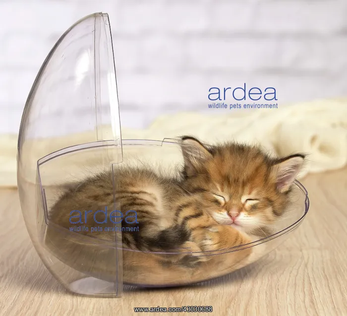  : Cat Siberian kitten sleeping
