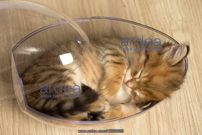 : Cat Siberian kitten sleeping