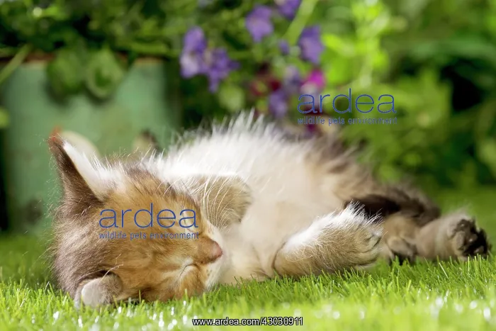  : Cat Siberian kitten sleeping