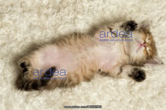  : Cat Siberian kitten sleeping