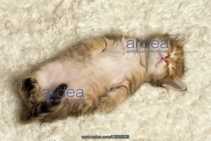  : Cat Siberian kitten sleeping