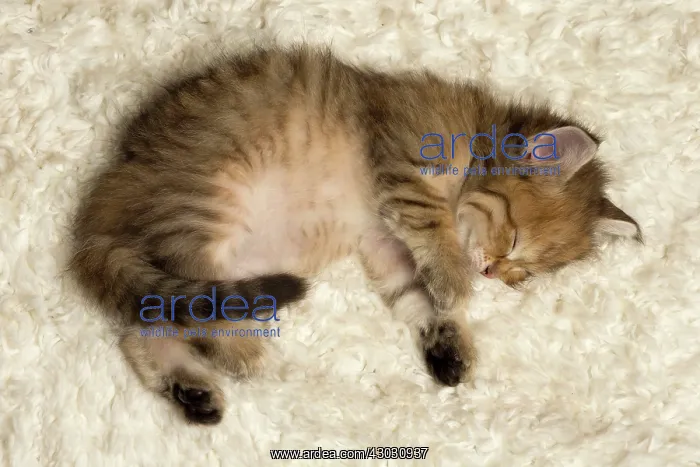  : Cat Siberian kitten sleeping