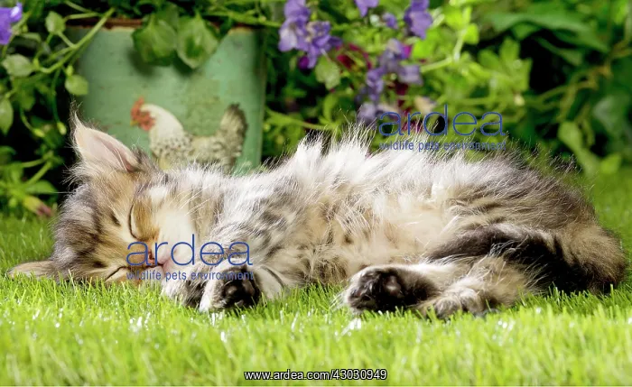  : Cat Siberian kitten sleeping