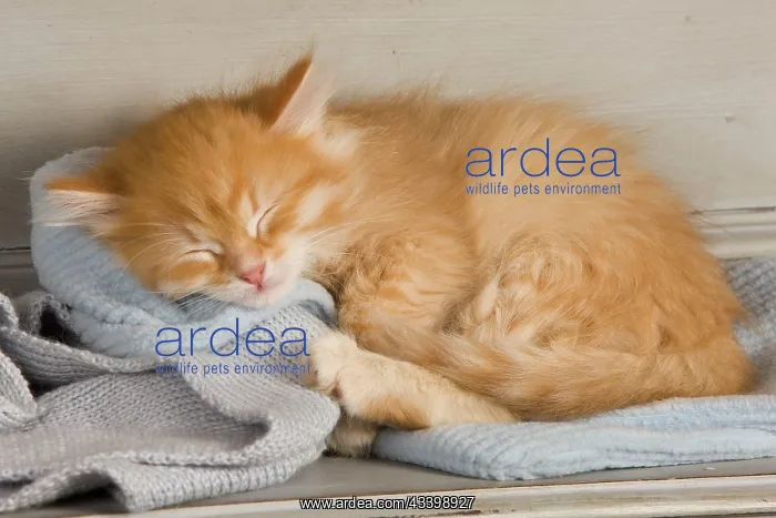 : Cat - Siberian Kitten - sleeping : Cat - Siberian Kitten - sleeping