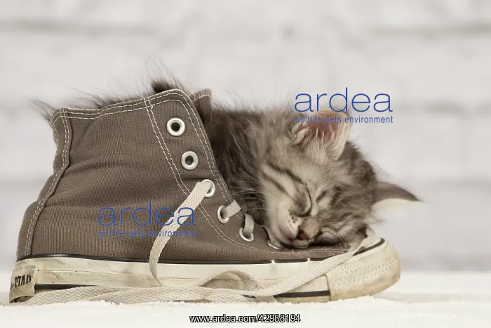 : Cat - Siberian kitten - sleeping on old shoe / : Cat - Siberian kitten - sleeping on old shoe /