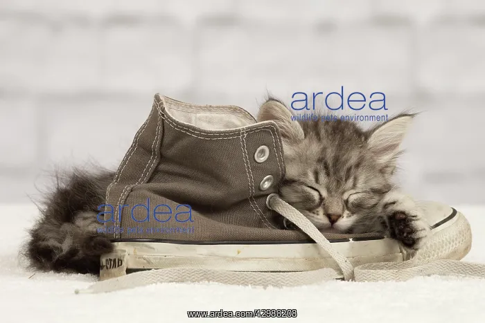 : Cat - Siberian kitten - sleeping on old shoe / : Cat - Siberian kitten - sleeping on old shoe /