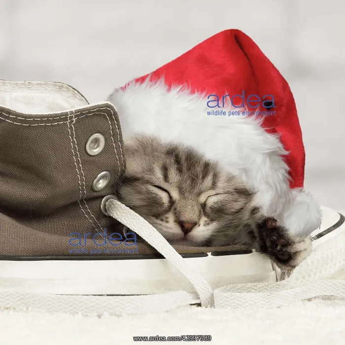 : Cat - Siberian kitten - sleeping on old shoe / trainer : Cat - Siberian kitten - sleeping on old shoe / trainer