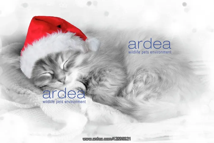 : Cat - Siberian kitten sleeping wearing Christmas hat : Cat - Siberian kitten sleeping wearing Christmas hat