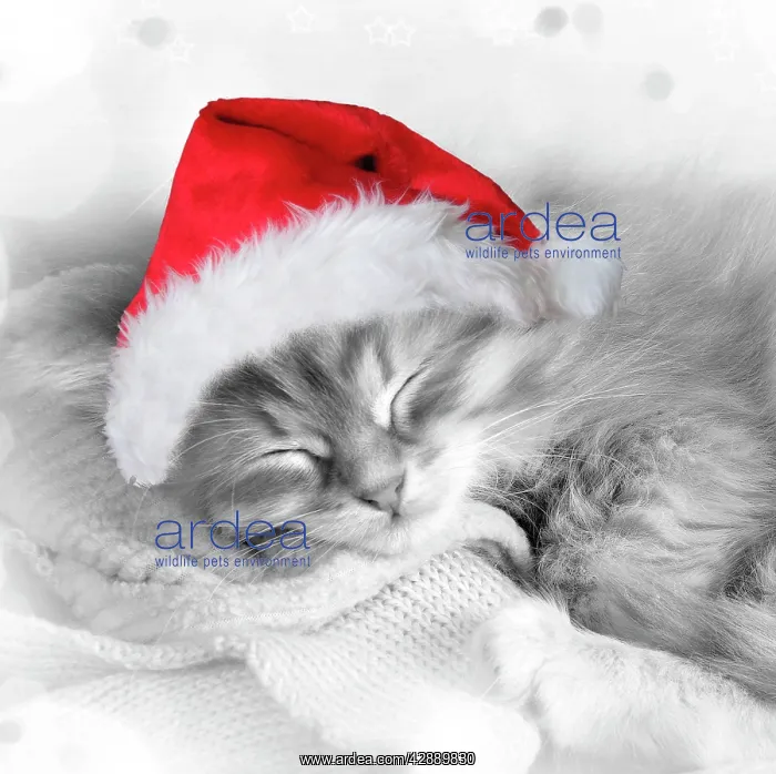 : Cat - Siberian kitten sleeping wearing Christmas hat : Cat - Siberian kitten sleeping wearing Christmas hat