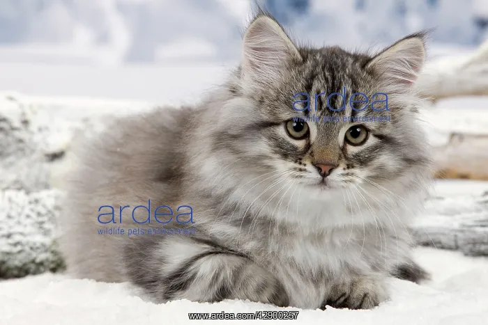  : Cat - Siberian Kitten in snow