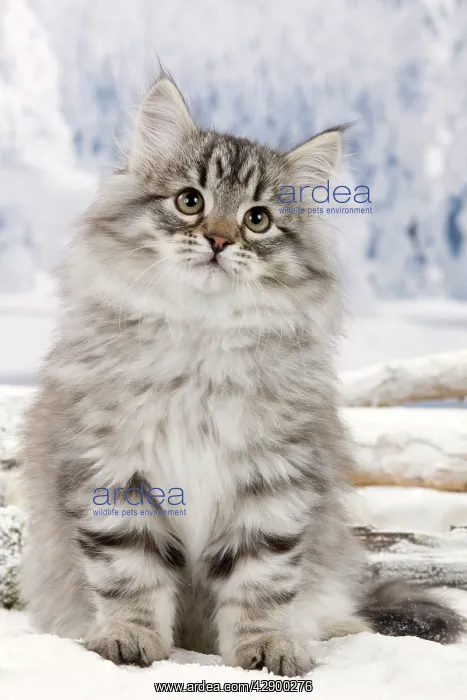  : Cat - Siberian Kitten in snow
