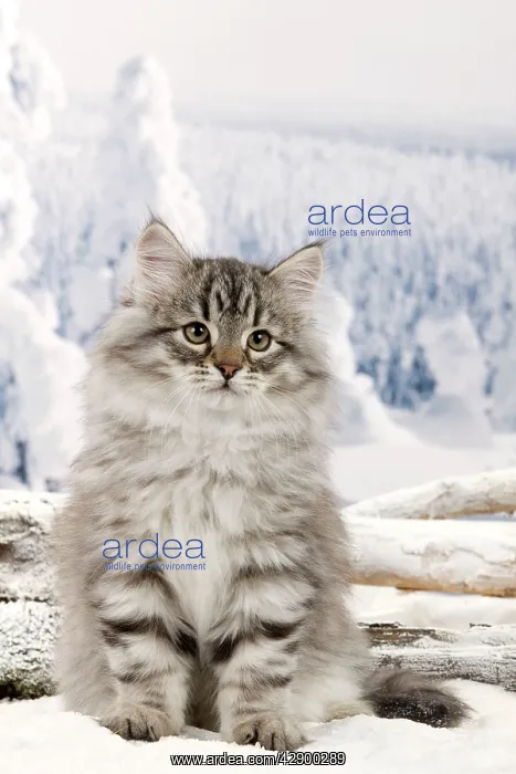  : Cat - Siberian Kitten in snow
