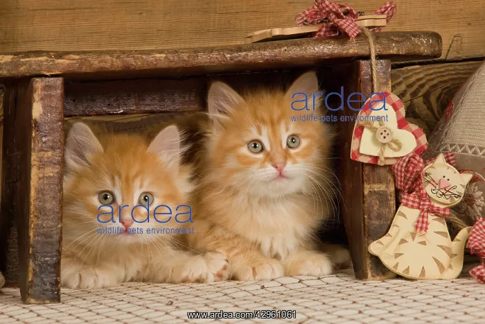  : Cat - Siberian Kittens