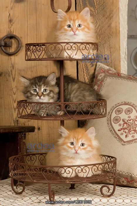  : Cat - Siberian Kittens