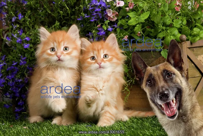 : Cat - Siberian Kittens : Cat - Siberian Kittens