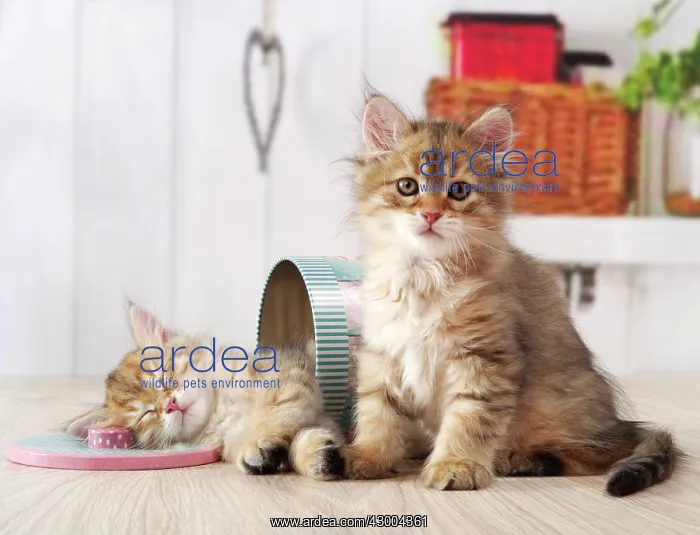 : Cat - Siberian kittens : Cat - Siberian kittens