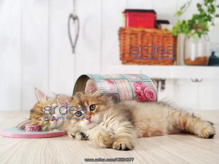 : Cat - Siberian kittens : Cat - Siberian kittens