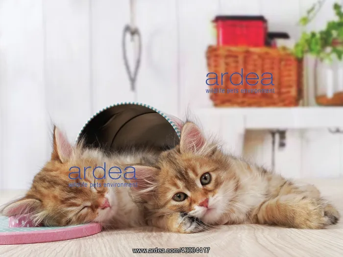 : Cat - Siberian kittens : Cat - Siberian kittens