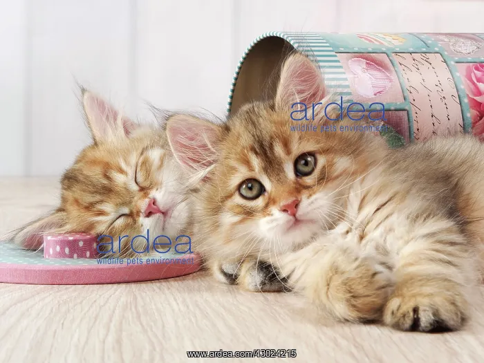 : Cat - Siberian kittens : Cat - Siberian kittens