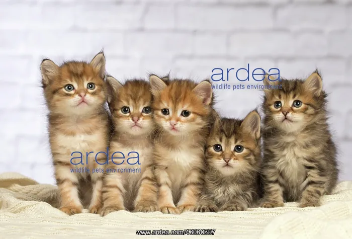  : Cat Siberian kittens