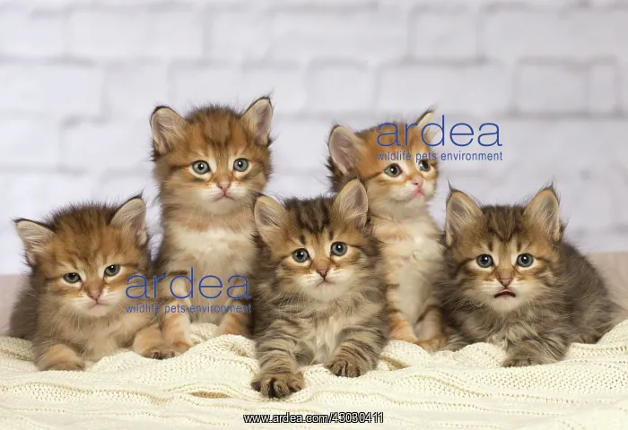  : Cat Siberian kittens