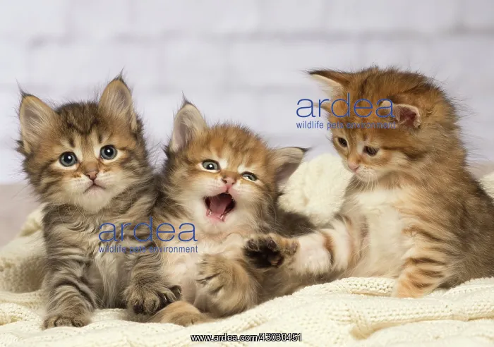  : Cat Siberian kittens