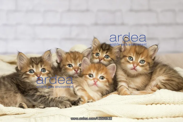  : Cat Siberian kittens