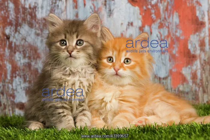  : Cat - Siberian kittens