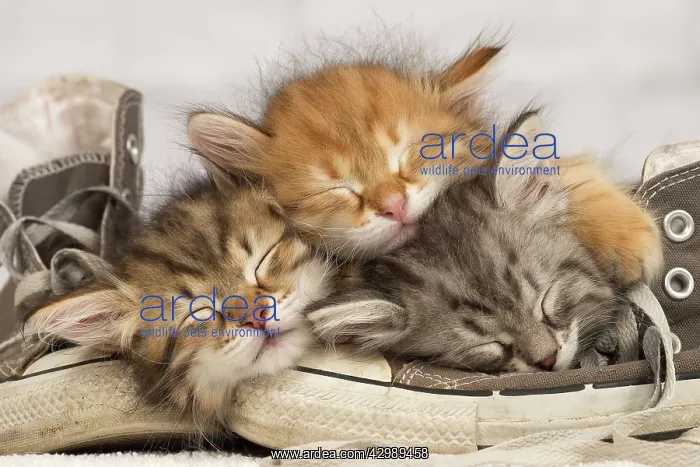 : Cat -. Siberian Kittens asleep on a shoe : Cat -. Siberian Kittens asleep on a shoe