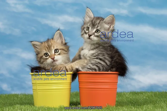  : Cat - Siberian kittens - in flowerpots