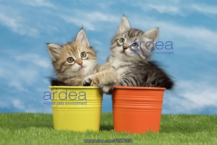  : Cat - Siberian kittens - in flowerpots