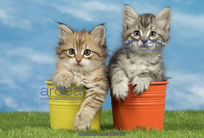  : Cat - Siberian kittens - in flowerpots