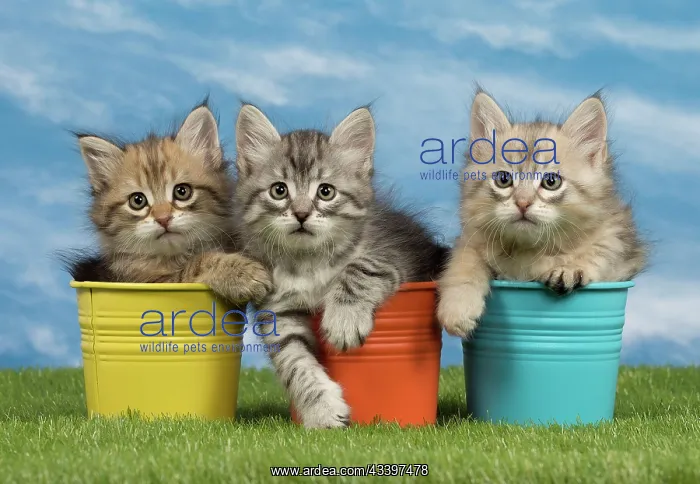  : Cat - Siberian kittens - in flowerpots