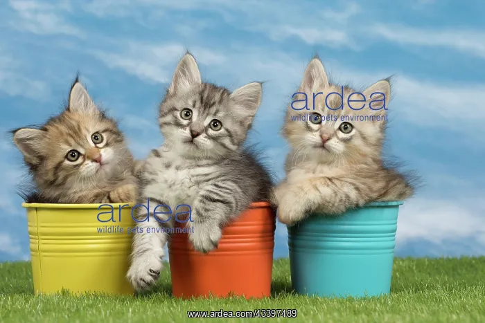  : Cat - Siberian kittens - in flowerpots