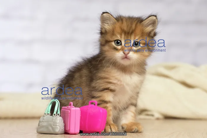 : Cat Siberian kittens. with miniature bags / suitcases : Cat Siberian kittens. with miniature bags / suitcases