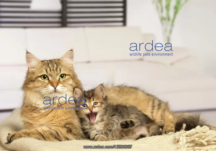  : Cat Siberian kittens and their mother