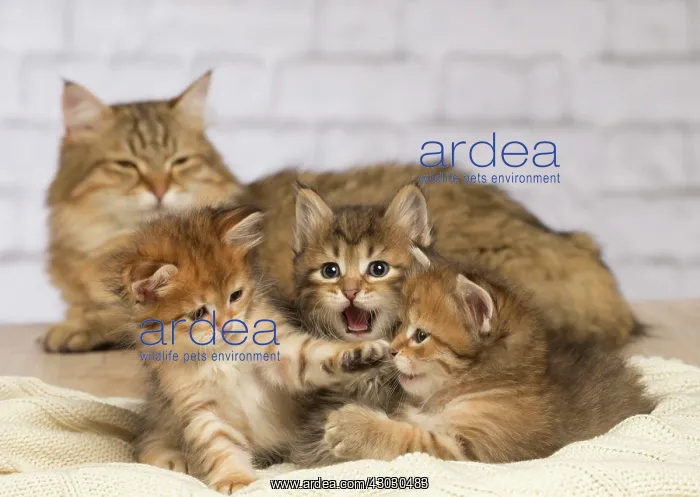 : Cat Siberian kittens and their mother