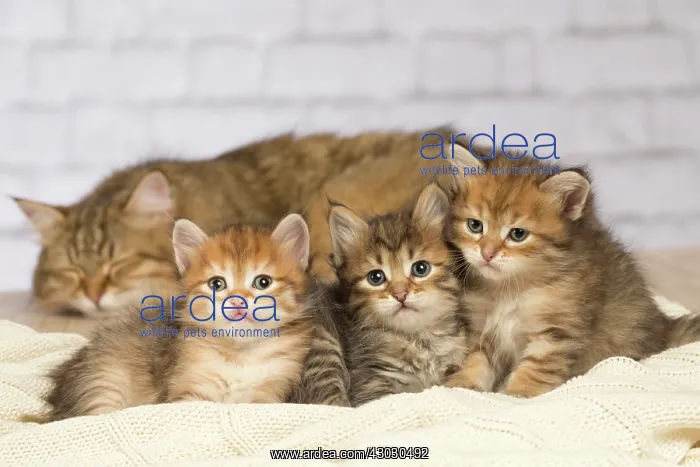  : Cat Siberian kittens and their mother