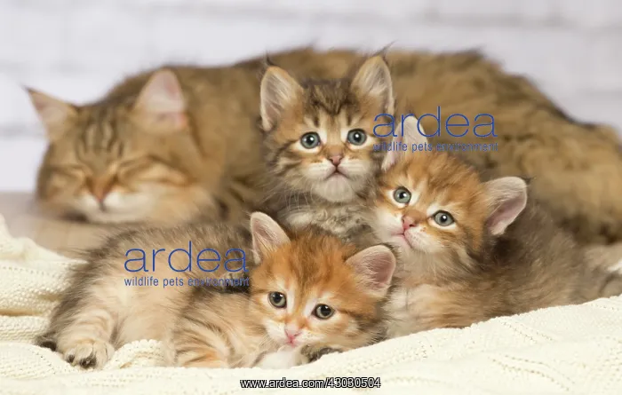  : Cat Siberian kittens and their mother