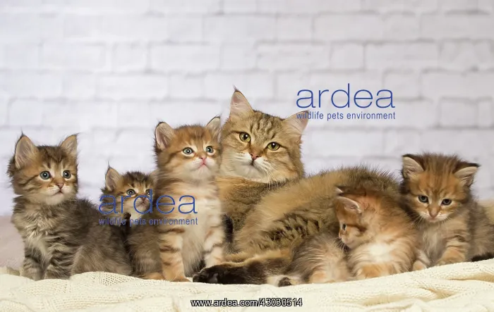  : Cat Siberian kittens and their mother