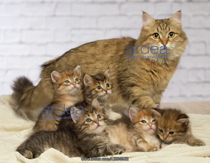  : Cat Siberian kittens and their mother