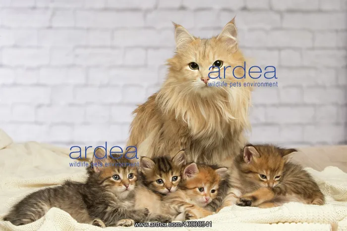  : Cat Siberian kittens and their mother