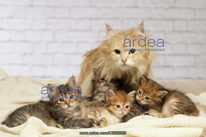  : Cat Siberian kittens and their mother