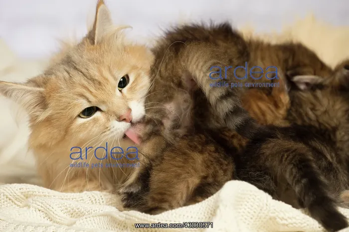  : Cat Siberian kittens and their mother