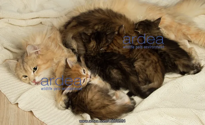  : Cat Siberian kittens and their mother