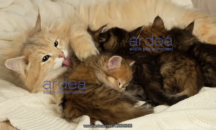  : Cat Siberian kittens and their mother