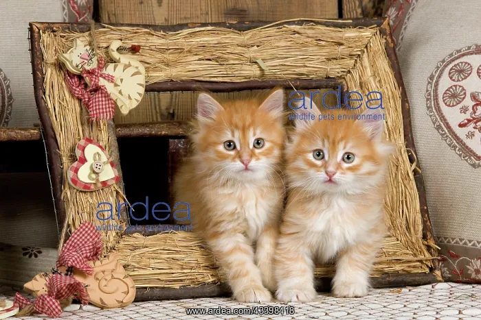 : Cat - Siberian Kittens - in old picture frame : Cat - Siberian Kittens - in old picture frame