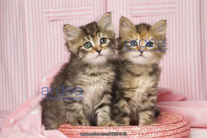 : Cat Siberian kittens on pink basket and blanket : Cat Siberian kittens on pink basket and blanket