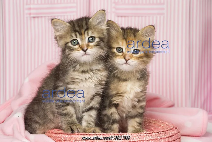 : Cat Siberian kittens on pink basket and blanket : Cat Siberian kittens on pink basket and blanket
