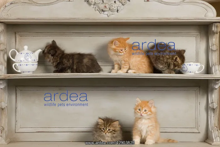  : Cat - Siberian Kittens on shelf